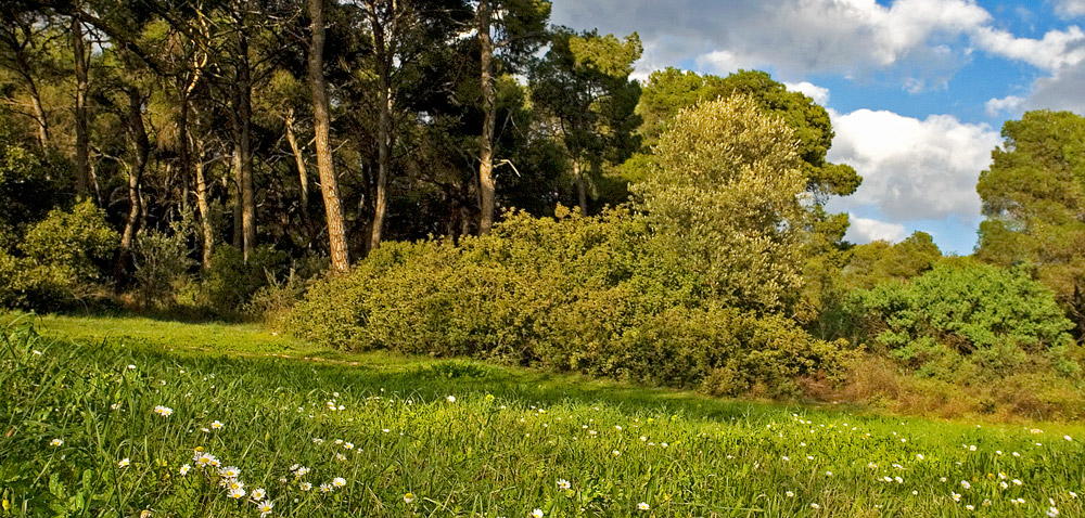 Το Δάσος Συγγρού διαχρονικά – Ο πνεύμονας των βορείων&nbsp;προαστείων